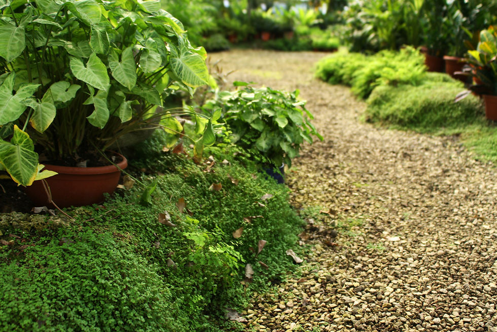 Botanical Garden